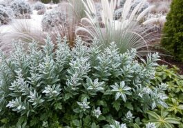 Winterharte Pflanzen: Diese Sorten überstehen jeden Frost